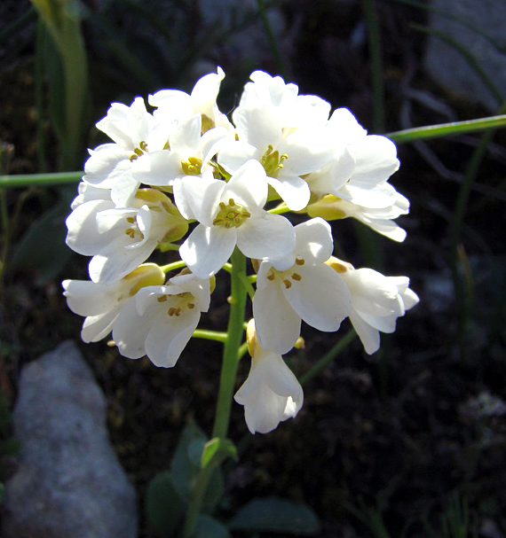 Fiori di montagna da determinare 1 - Thlaspi cfr. praecox